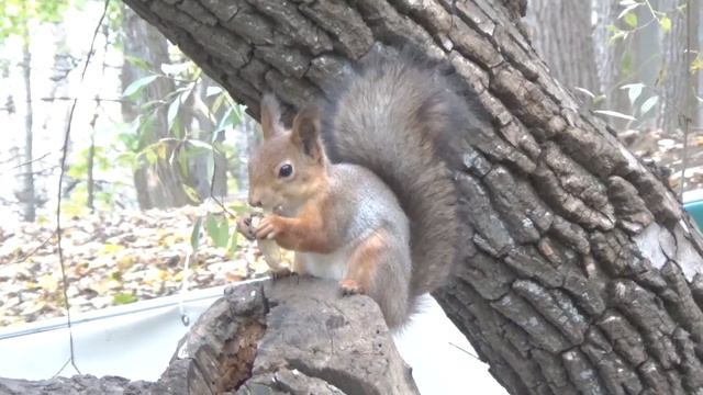 Белка крупным планом чистит и грызет арахис смотреть онлайн