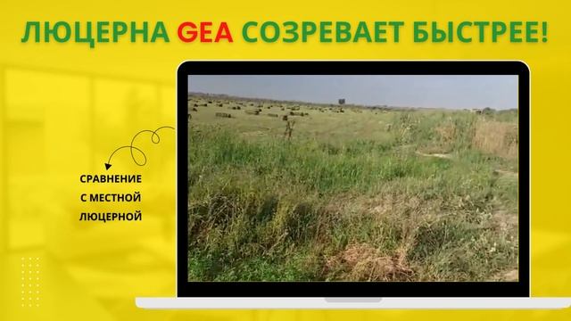 ЛЮЦЕРНА GEA! 450 пресса 1 гектара! 3-й УКОС! смотреть онлайн