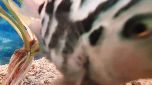 сапфировый попугай - размножение сапфирового попугая панда в аквариуме 40л. мальки + икра смотреть онлайн