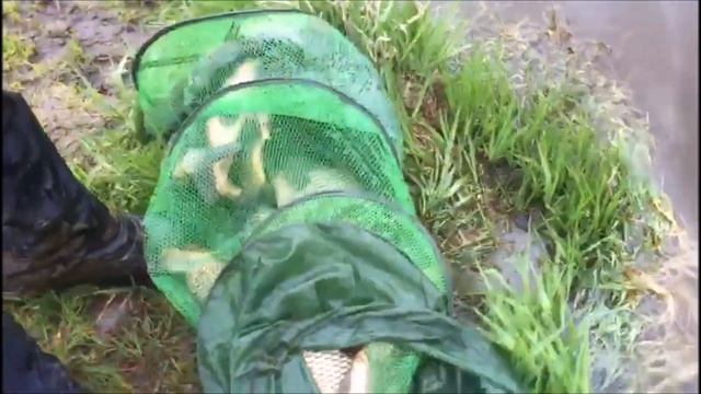 Карп клюет в непогоду!!!Клевое место д.Савельево смотреть онлайн