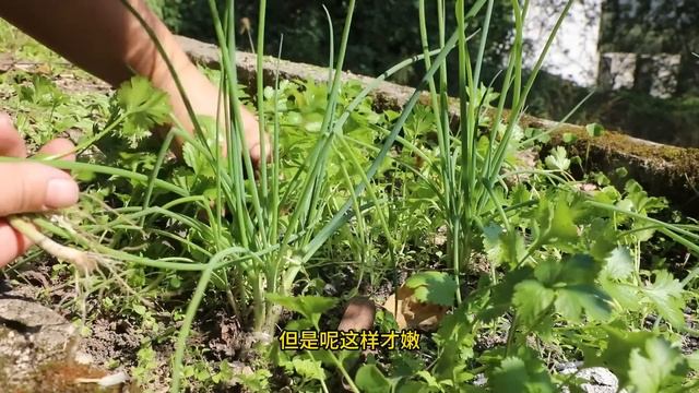 正宗酸菜鱼做法，酸辣爽口，肉汤拌饭直接扒拉吃，鱼刺不带吐#大口吃鱼 смотреть онлайн