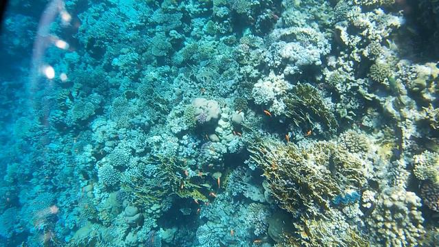 Марса Алам. Риф возле понтона отеля Royal Tulip Beach Resort. смотреть онлайн