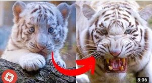 Animals Transformation _ I'm a Big Kid Now  New 2022.mp4.Tik Tok On Top..Tik Tok On Top..Tik Tok On