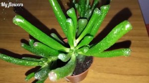Крассула Хоббит.Уход в домашних условиях