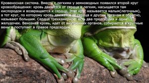 36. Строение и функции внутренних органов земноводных. Биология 7 класс.  Краткий пересказ.
