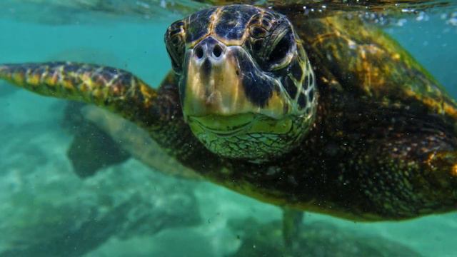 Оаху / Oahu 4K смотреть онлайн