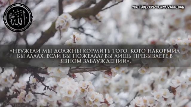 Мухаммад Аль-Люхайдан, Сура 36 "Ясин" смотреть онлайн