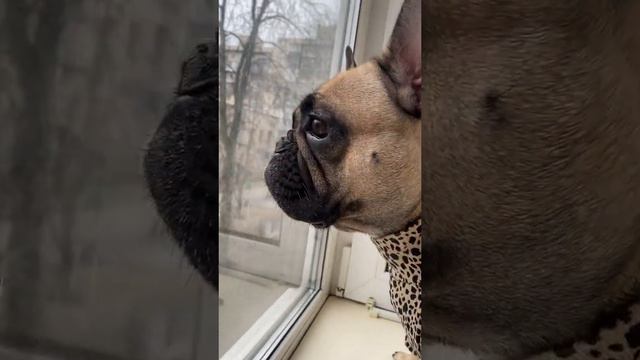 2 #собакаприколы #рекомендации #французскийбульдог #frenchbulldog #bul #french #рек смотреть онлайн
