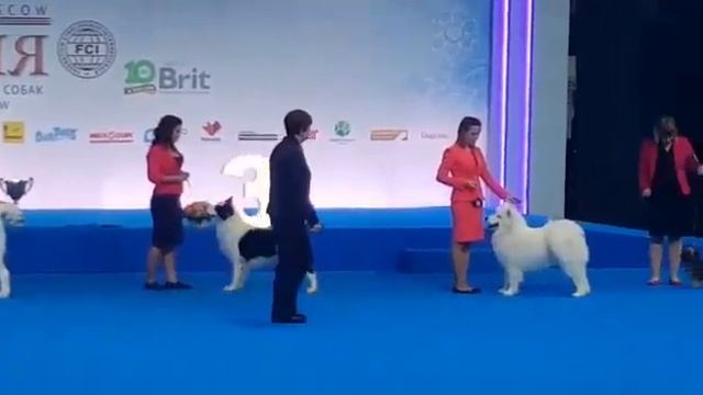 "ГОРДОСТЬ РОССИИ". КОНКУРС ДЛЯ СОБАК ОТЕЧЕСТВЕННЫХ ПОРОД / "PRIDE OF RUSSIA" смотреть онлайн