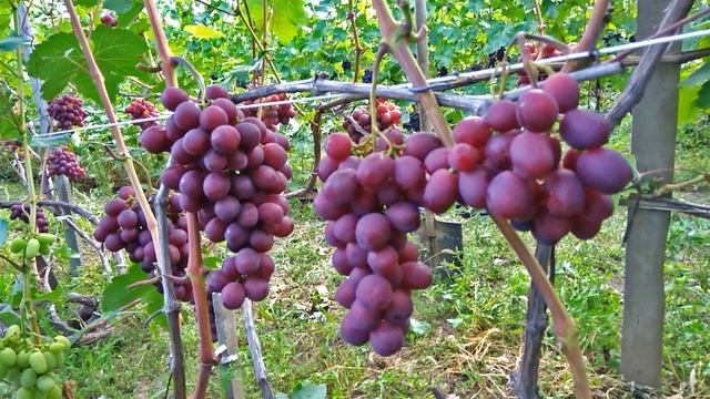 @Виноград 2019  Виноград Памяти учителя  Отзыв о винограде