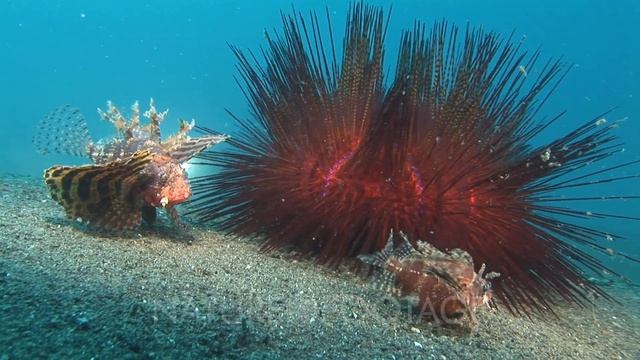 Dwarf Lionfish, Dendrochirus Brachypterus, And Blue-Spotted Urchins, Astropyga Radiata