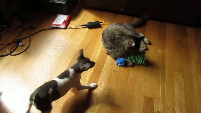 Ozzy the rat terrier vs Jessie the cat. смотреть онлайн