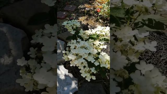 цветёт гортензия "Полистар" смотреть онлайн