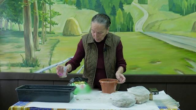 Как сеять землянику. Посев семян земляники на рассаду. смотреть онлайн