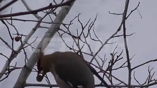 Предвестники морозов свиристели смотреть онлайн