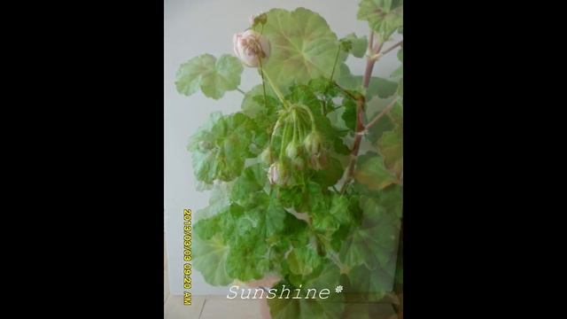 22. Millfield rose 1, 밀필드 로즈 Pelargonium смотреть онлайн
