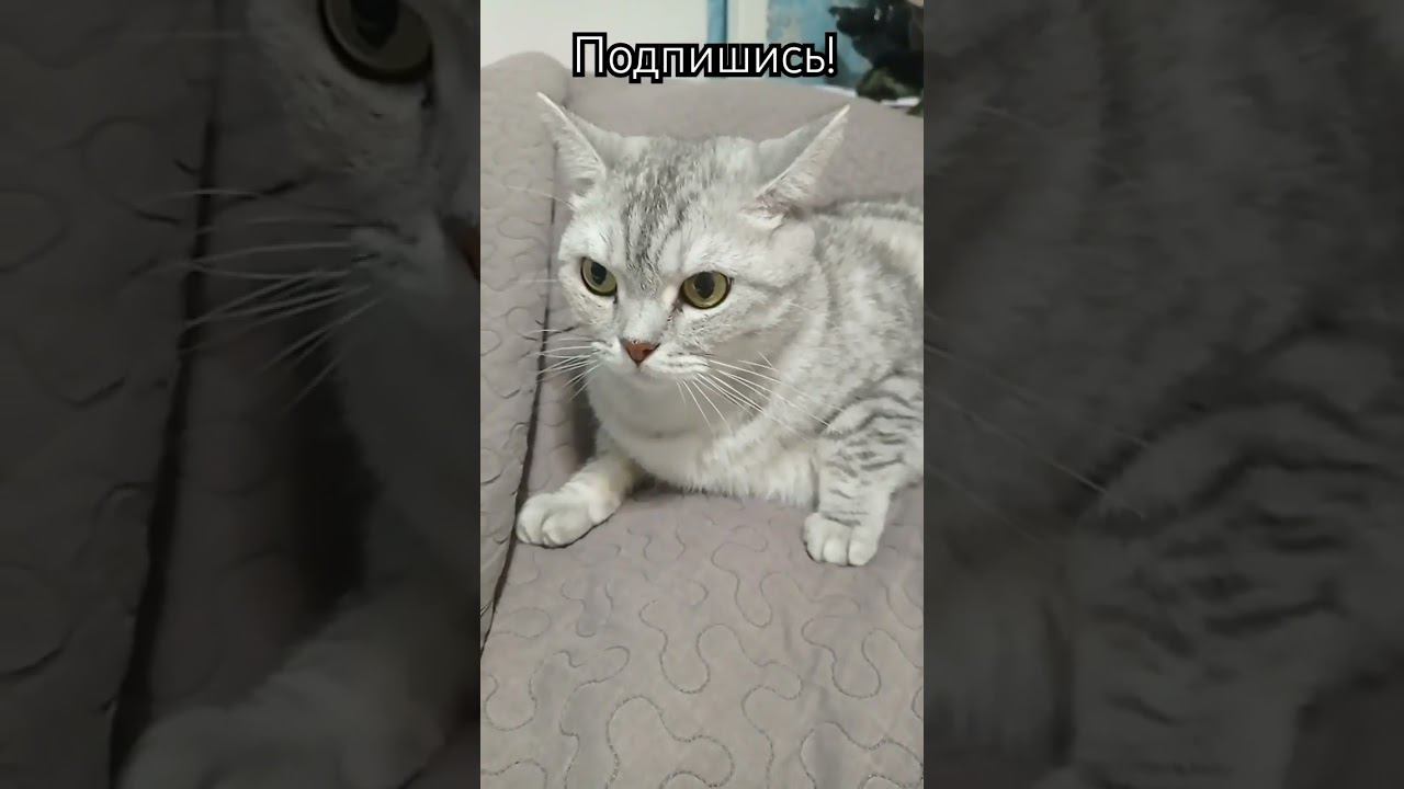 Отвечай честно! #shorts #подписка #котики #лайк #коттитар #выбери #коты #кот смотреть онлайн