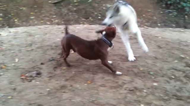 Pitbull,timberwolf,alabai