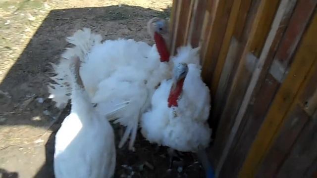 Один день из жизни индюка смотреть онлайн