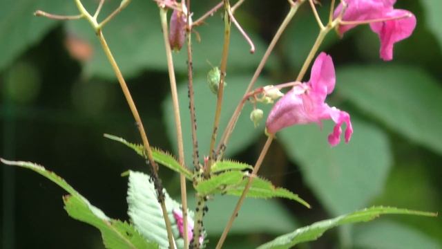 Шмели - звук на отдельный микрофон #шмели смотреть онлайн