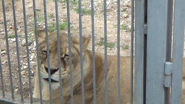 Устин в гродненском зоопарке.Зоопарк.Гродно.Беларусь смотреть онлайн