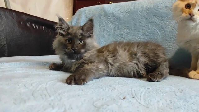 Дым и серебро смотреть онлайн