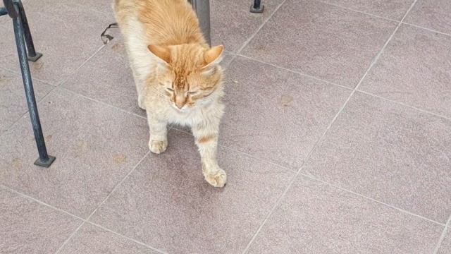 КОТОБЛОГ смотреть онлайн