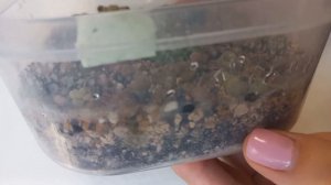 выращивание литопсов дома. уход  и линька