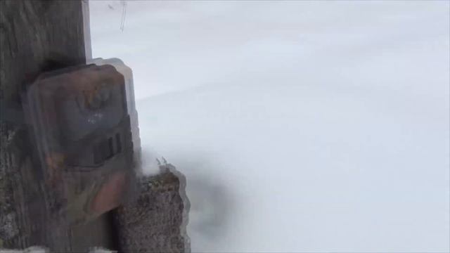 фотоловушка hc900a первая съемка пробую на птицах смотреть онлайн