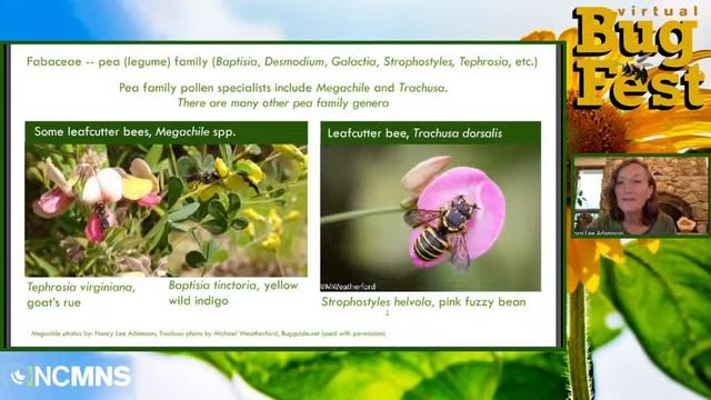 Very Special(ist) Bees and the Flowers They Love смотреть онлайн