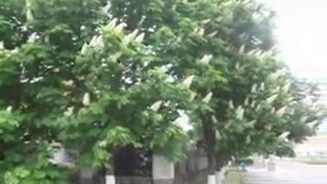 Деревья каштан. 09.05.2018 смотреть онлайн
