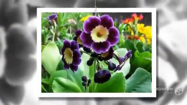 Цветы Примула (Primula flower) смотреть онлайн