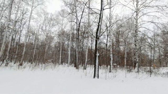 Фотоохота с Альбертом. За серым хищником. смотреть онлайн