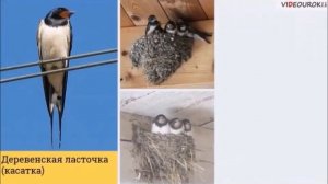 Весна Перелетные птицы для детей 4-5 лет