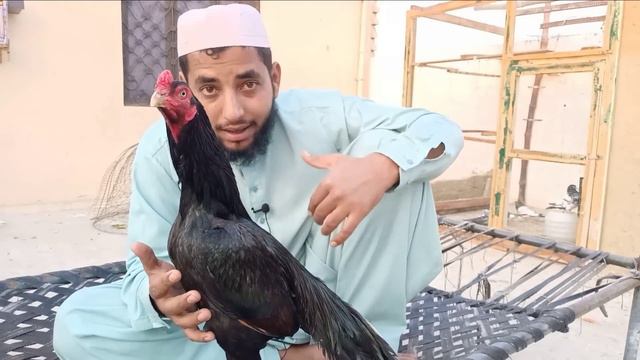 Shah Alam Most Dangerous Breed Old Blood Mushki World Top Best Pakistani Game Bird | Aseel Murga смотреть онлайн