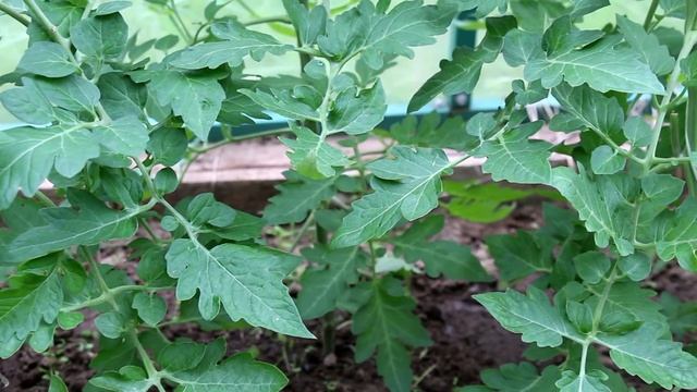 Когда и чем подкармливать томаты смотреть онлайн