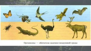 Биология 11 кл Теремов §43 Среды обитания организмов