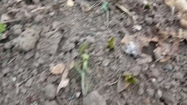 Убираем во дворе, привожу в порядок клумбы. смотреть онлайн