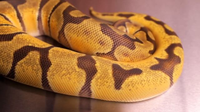 All About Super Enchi смотреть онлайн