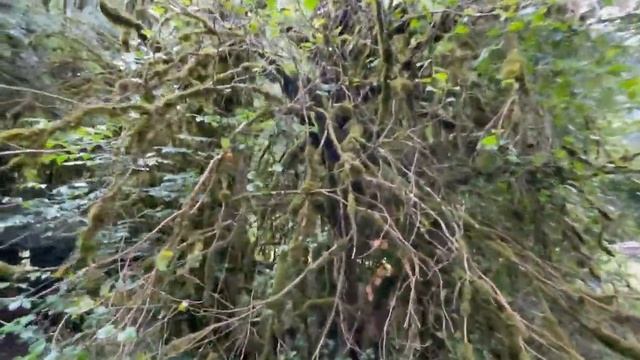 АБХАЗИЯ ВПЕРВЫЕ ЗДЕСЬ?Озеро Рица, Голубое озеро?Пробуем Абхазские ВИНА? смотреть онлайн