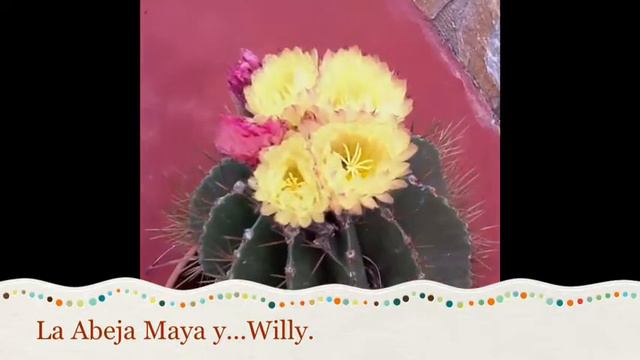 floracion cactus смотреть онлайн