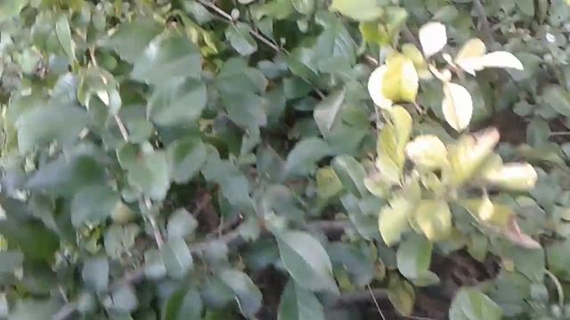 Японская айва, Хеномелес или Северный лимон. смотреть онлайн