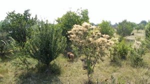Разборки диких львов в зоопарке Тайган.