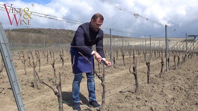 Подвязка винограда / Tying down vines смотреть онлайн
