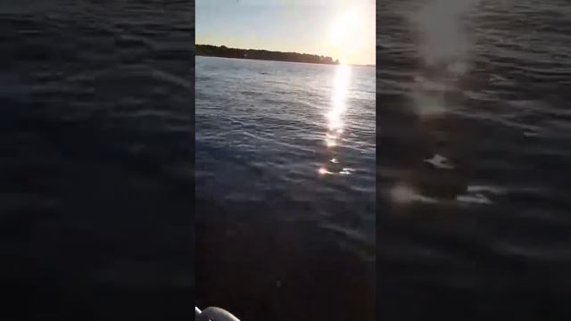 Усовка смотреть онлайн