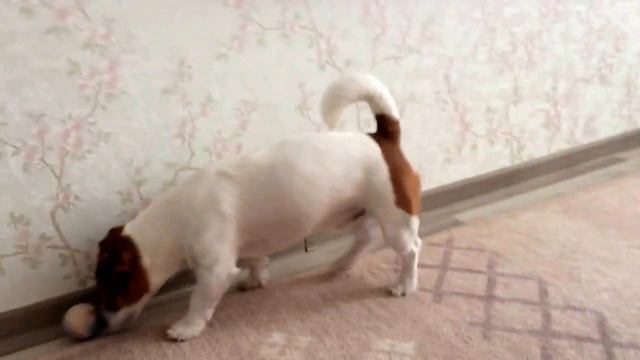 Интеллектуальные игры Нильса смотреть онлайн