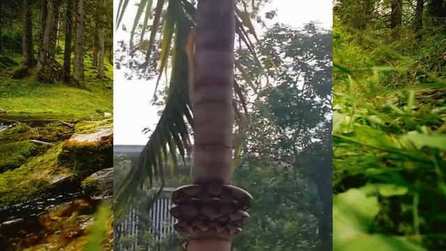 ANACONDA CROCODILE FIGHT | ANACONDA VS CROCODİLE | ANACONDA VS PYTHON VS BOA | DIFFERENCE IN SNAKES смотреть онлайн