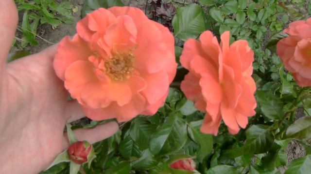 Розы и гортензии в саду .Роза супер Dream Weaver!!! смотреть онлайн