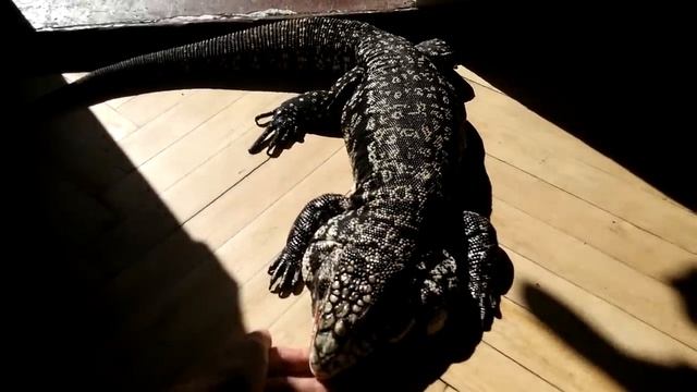 Почему не стоит заводить Тегу смотреть онлайн