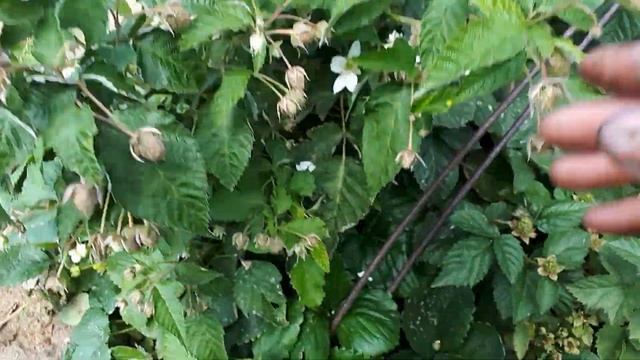 Новый супер ранний и супер урожайный сорт ремонтантной малины. смотреть онлайн